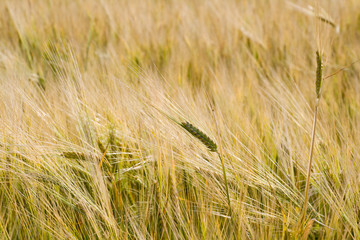 Ears of wheat in field (horizontal view)