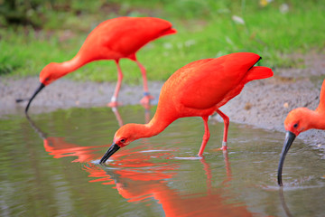 Scarlet ibis (Eudocimus ruber) birds in the wild