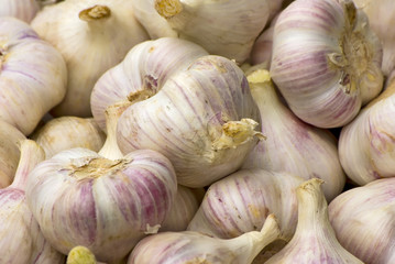 Garlic