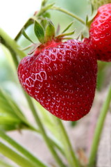 Delicious red strawberry on a field - 8531192