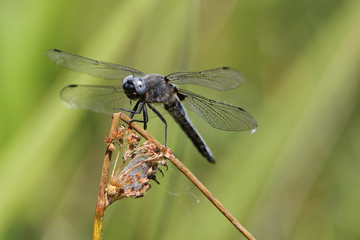 libellule