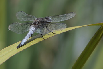 libellule sur un roseau