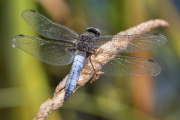 libellule