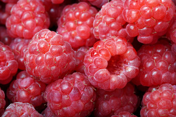 Close-up of ripe raspberries