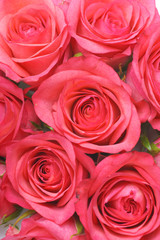rosen