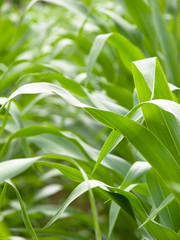 Fototapeta na wymiar Closeup of a green corn field crop in Summer