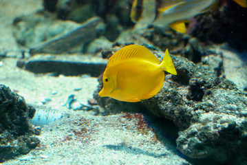 Poisson chirurgien jaune