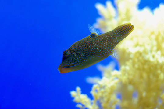 「Canthigaster」の写真素材 | 347件の無料イラスト画像 | Adobe Stock