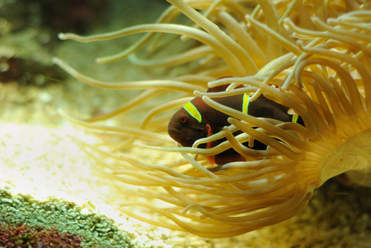 Poisson-clown &eacute;pineux ("velour")