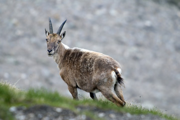 Apline ibex in the Alps. France