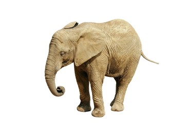 Obraz premium African Elephant isolated on white background