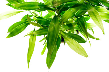 Plant isolated on white