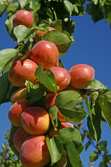 Abricotier de provence