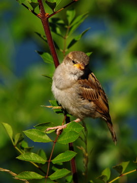 Moineau