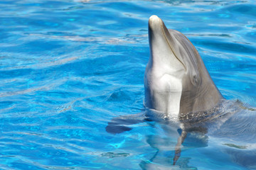 tête de dauphin