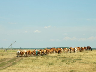 Obraz premium Herd