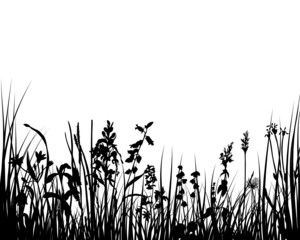 meadow grass