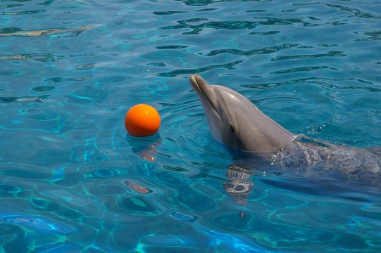 รูปภาพDophin – เลือกดูภาพถ่ายสต็อก เวกเตอร์ และวิดีโอ189,308 | Adobe Stock