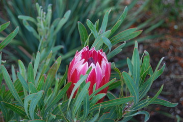 Protea © Beatrice Kesseler