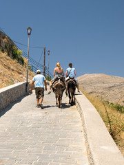 Obraz premium Donkeys