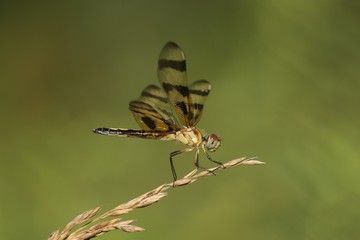 The Dragonfly
