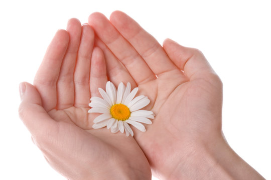 two women hands holding  one daisy flower