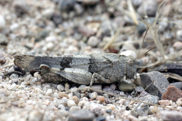 Criquet caché dans le sable