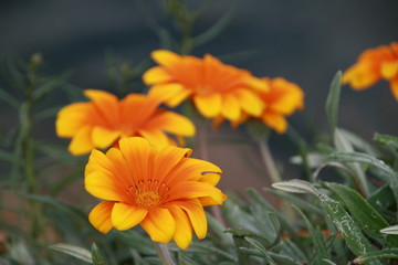FLEUR ORANGE