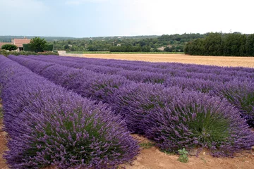 Fotobehang Lavendel lavendel