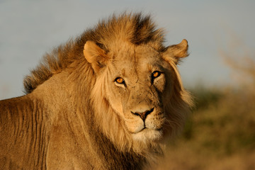 Obraz na płótnie Canvas Duży samiec lwa, pustyni Kalahari, Republika Południowej Afryki