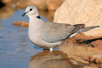 Cape turtle dove, Kalahari desert, South Africa