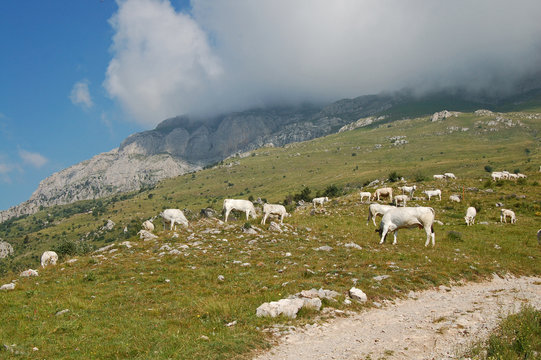 mandria all'alpeggio 8