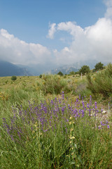 Obraz premium lavanda selvatica