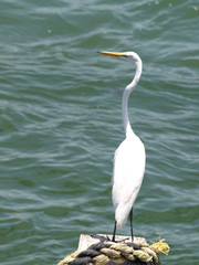 Egret on a piling