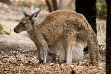 Obraz na płótnie Canvas Känguru mit Baby