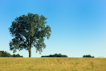 ch&ecirc;ne dans un champ