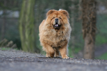 chow chow