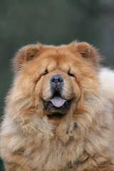 chow chow