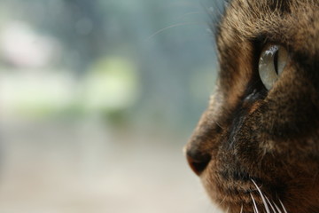 cat face