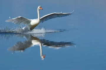 Foto op Aluminium white swan © avdwolde