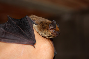 Bat mammal © CorinaDanielaObertas