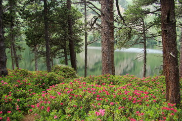 Rhododendrons,Lac de Quérigut,Ariège