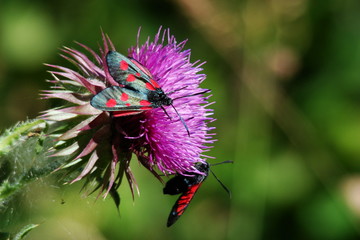 Couple de zygène de la filipendule sur un chardon