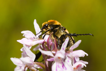 Trichius fasciatus