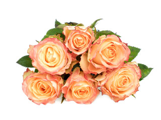 Fototapeta premium roses on white