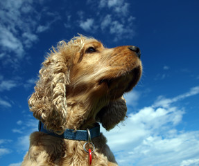 Cocker Spaniel 2