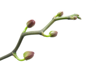 close-up of a beautiful bud orchid against white background
