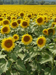 Fototapeta premium Tournesols