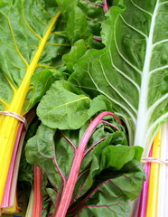 Fresh Swish Chard