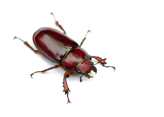 Stag Beetle